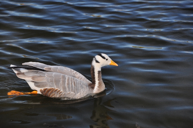 bar-headed goose, bar headed g-1.jpg - BAR-HEADED GOOSE - REGENTS PARK - APRIL 2010